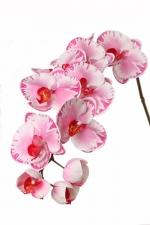 Phalaenopsis 102cm